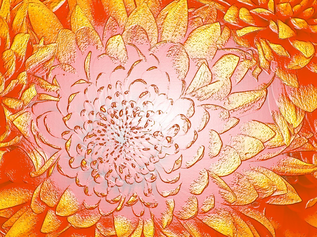 Chrysanthemum2